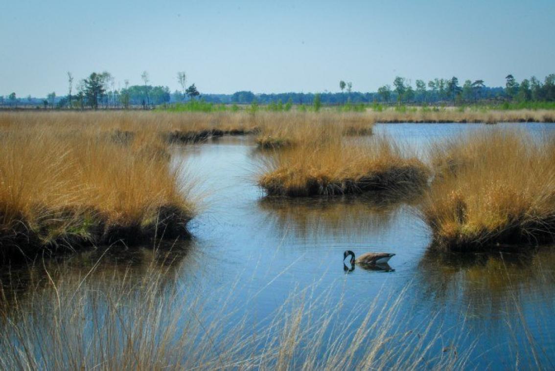 STAYCATION.  Ja, de natuur heeft het soms nog voor het zeggen