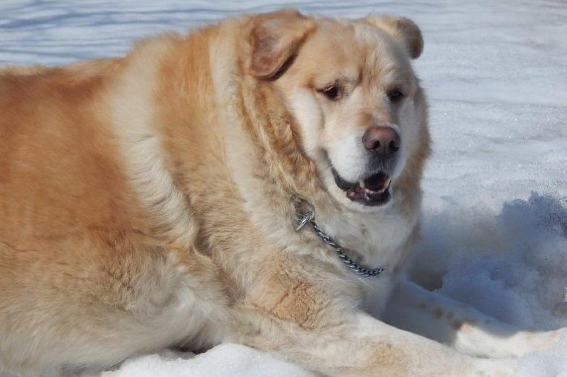 BIZAR. Baasje wil hond met overgewicht laten inslapen, dierenarts weigert
