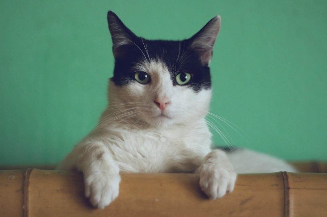 Dit traditioneel Japans hotel biedt kattengezelschap aan