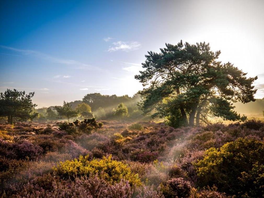 Zin om te ontsnappen aan de stad? Dit is het moment om de heide te bezoeken