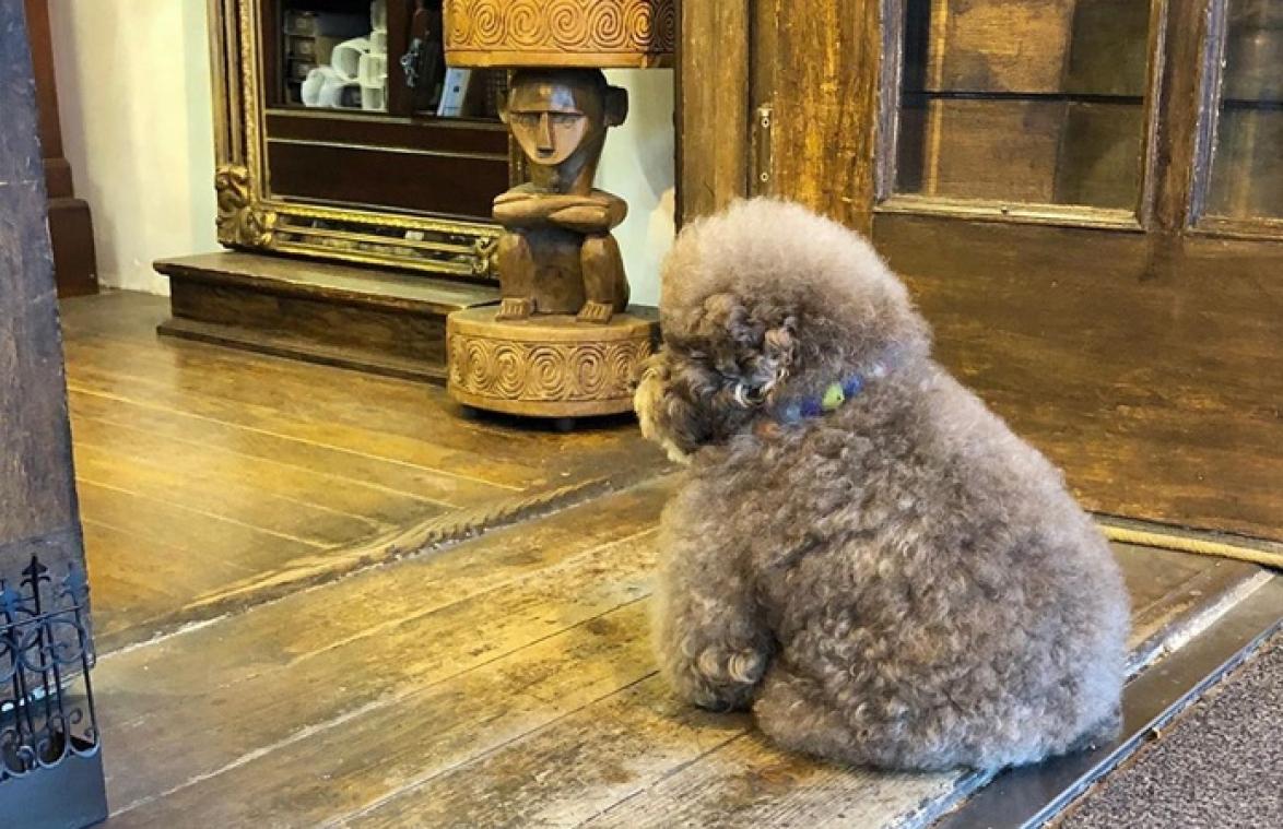 Schattige hond gaat viraal: "Hij lijkt wel een mens!" (foto's)