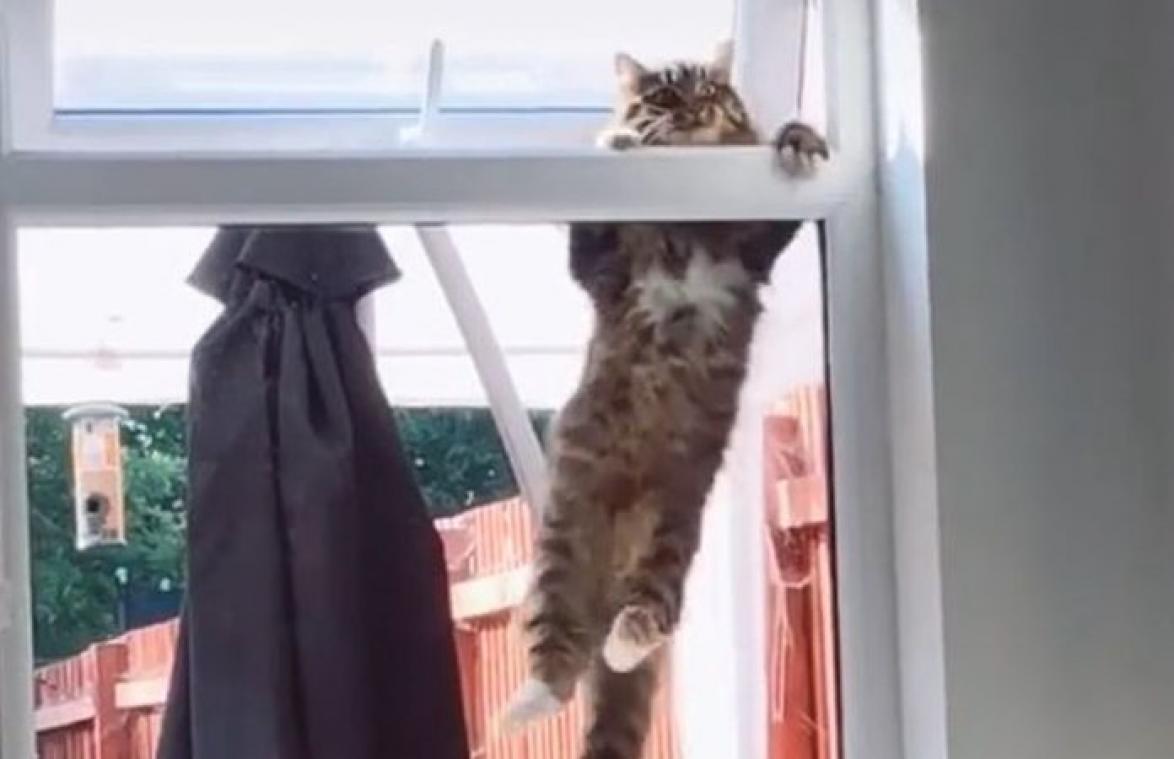 Kat breekt op spectaculaire wijze binnen bij wildvreemde vrouw (video)