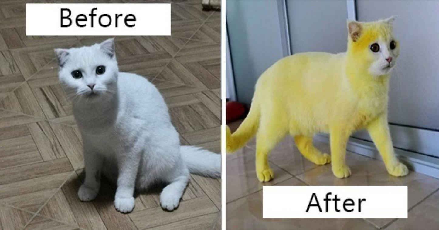 BIZAR. Deze witte poes veranderde op één dag tijd in Pikachu