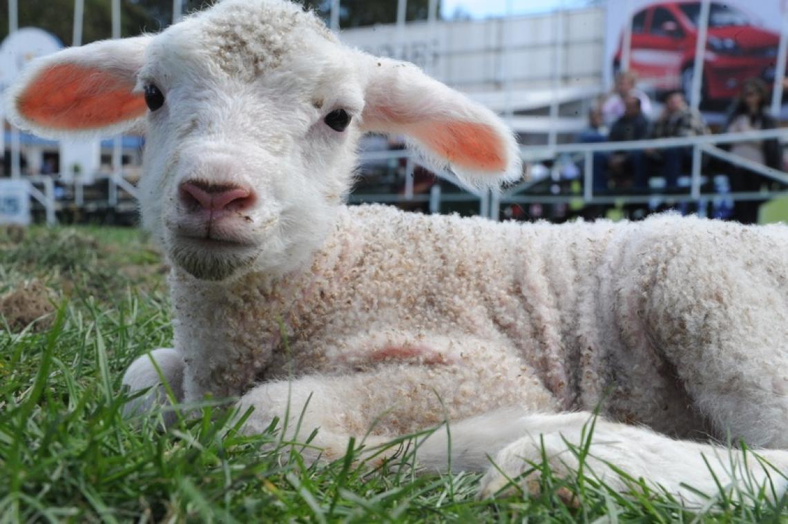 BIZAR. Dit is het hallucinante prijskaartje van 's werelds duurste schaap