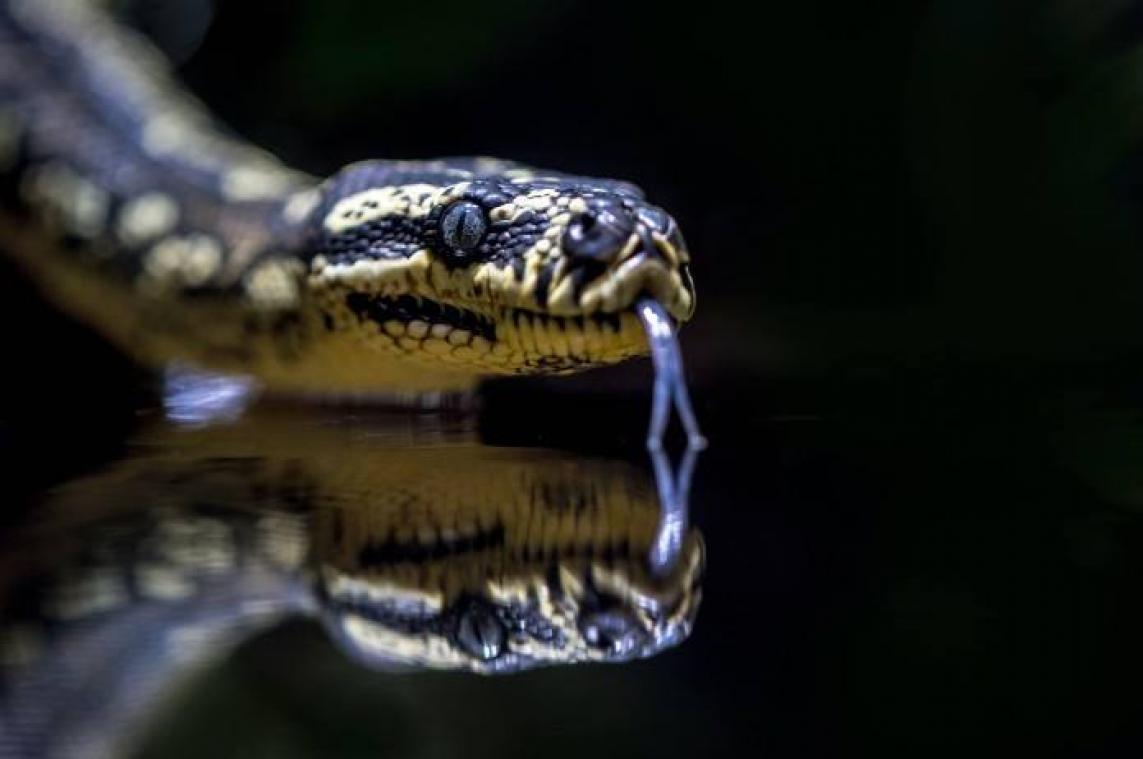 BIZAR. Australiër ontdekt twee gigantische slangen in zijn huis (foto's)