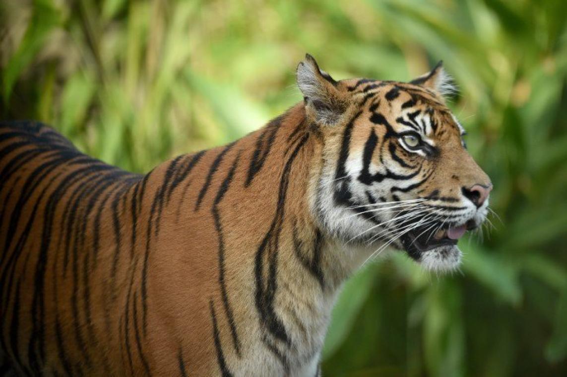 Zeldzame Sumatraanse tijger dood aangetroffen in val