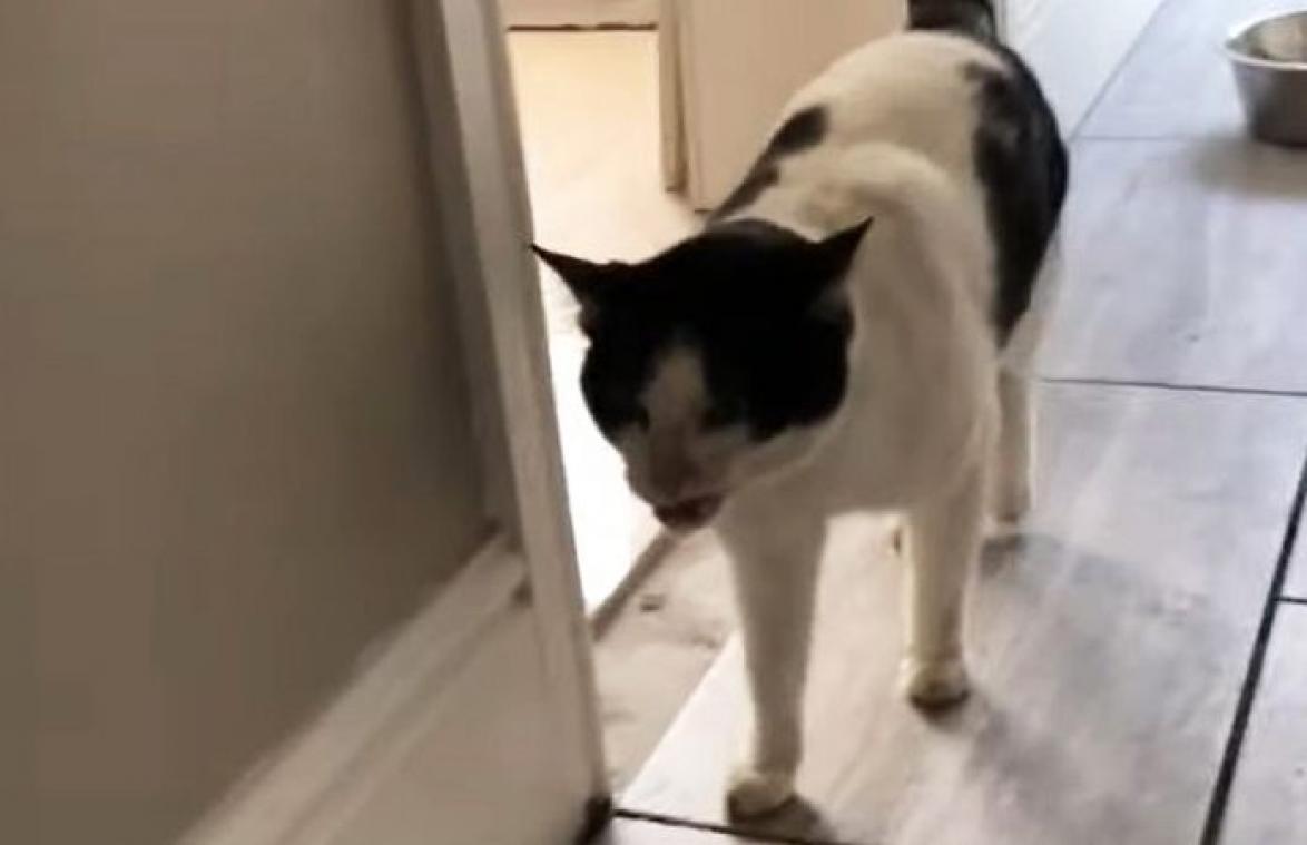 WOW! 'Pratende' kat zegt hallo tegen haar baasje (video)