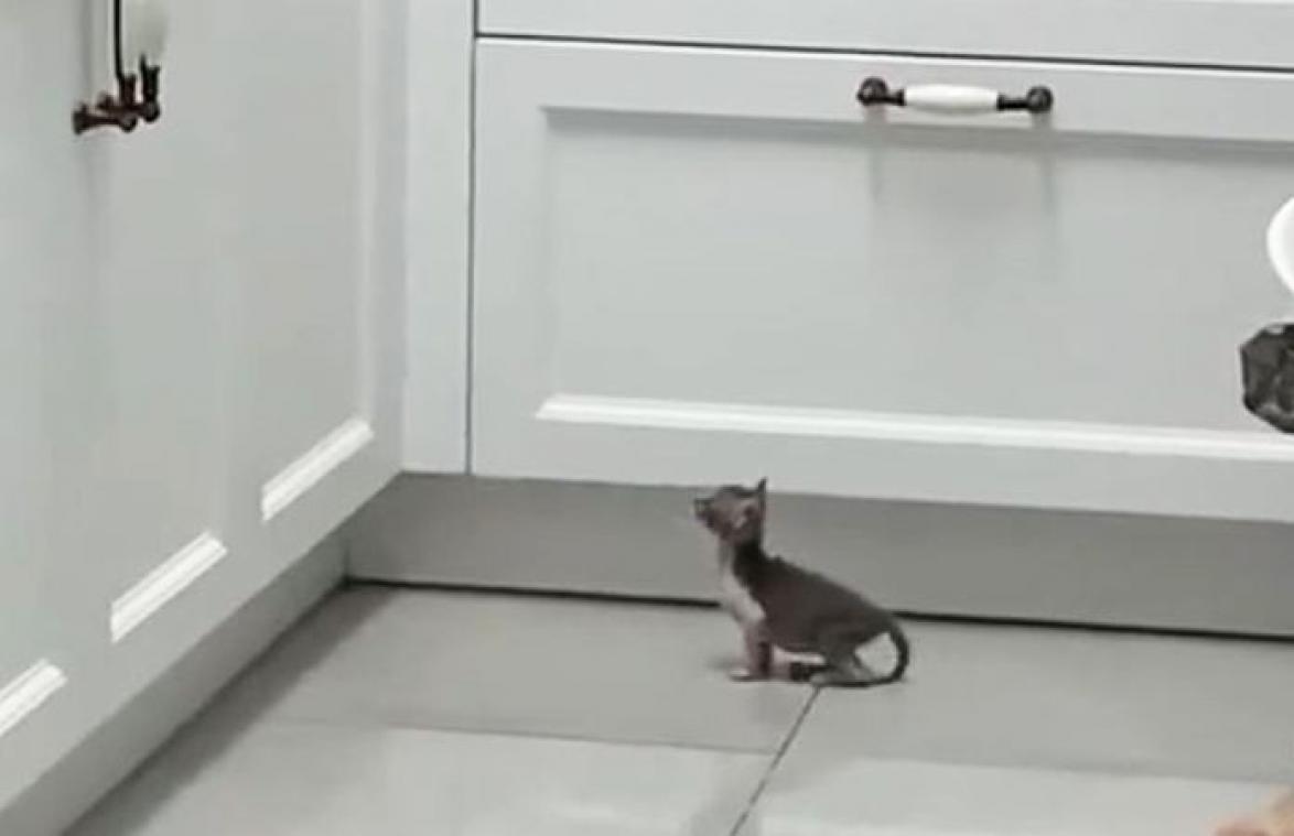 SCHATTIG! Kitten probeert op aanrecht te springen, maar is iets te overmoedig (video)