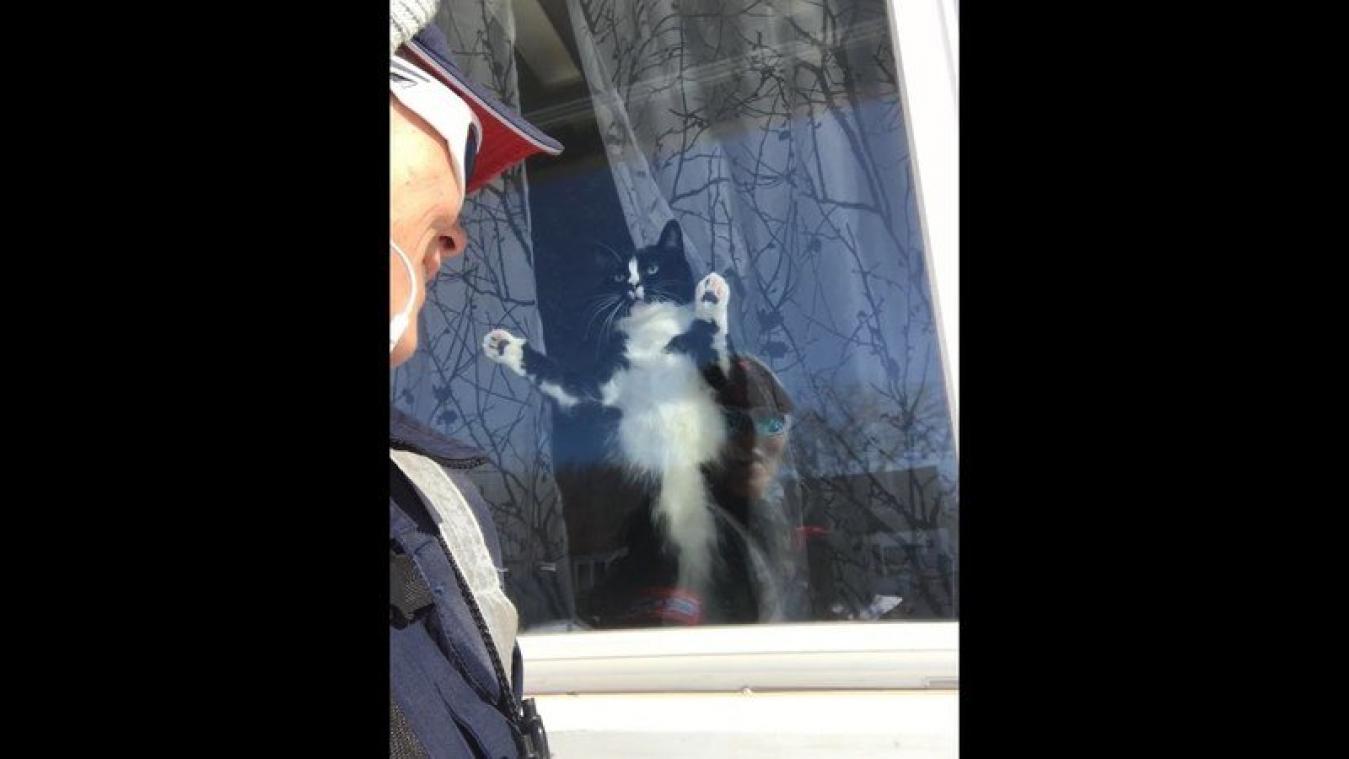 Postbode filmt hoe kat op hilarische wijze haar territorium beschermt: "Deze kat is gek" (video's)
