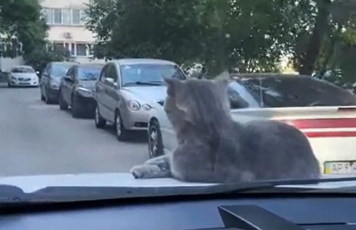 Onbevreesde kat rijdt mee op motorkap van auto en geeft geen kick (video)