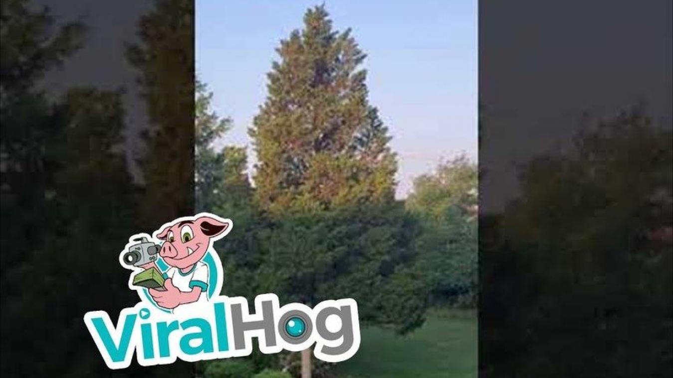 Hond valt uit metershoge boom, maar blijft gelukkig ongedeerd (video)