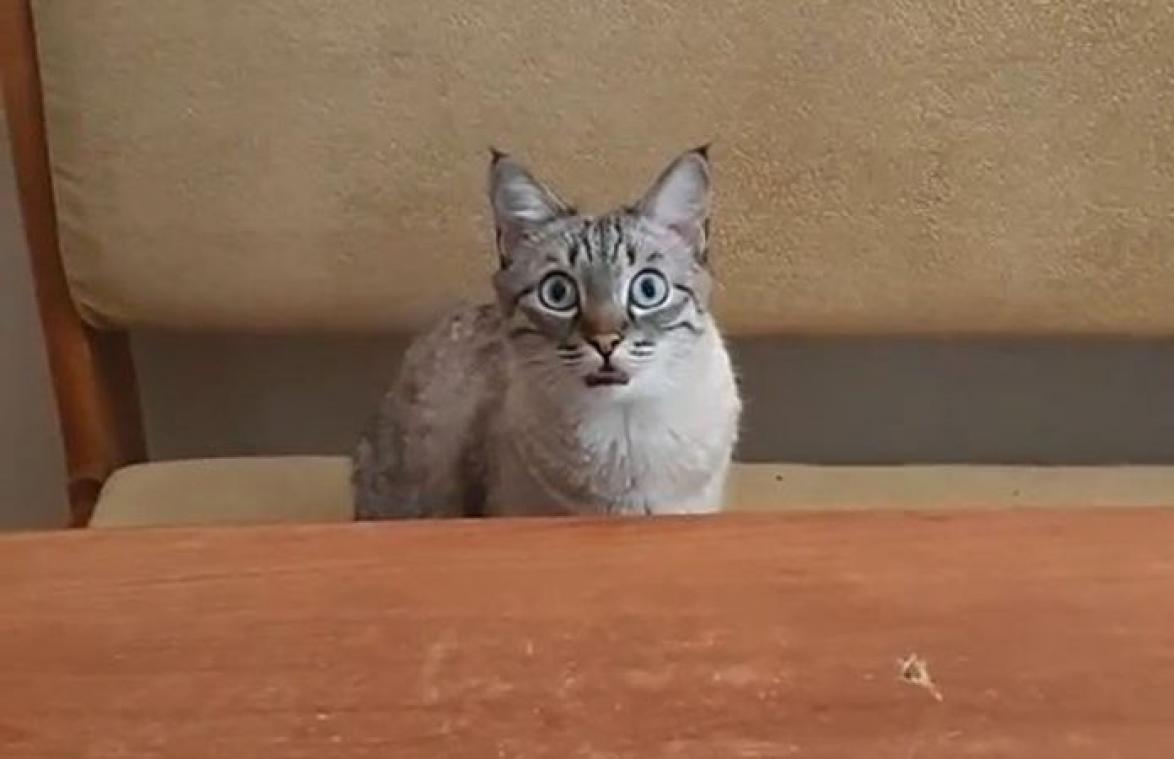SCHATTIG! Kat trekt zo'n zielig gezicht dat je niet anders kan dan haar eten te geven (video)