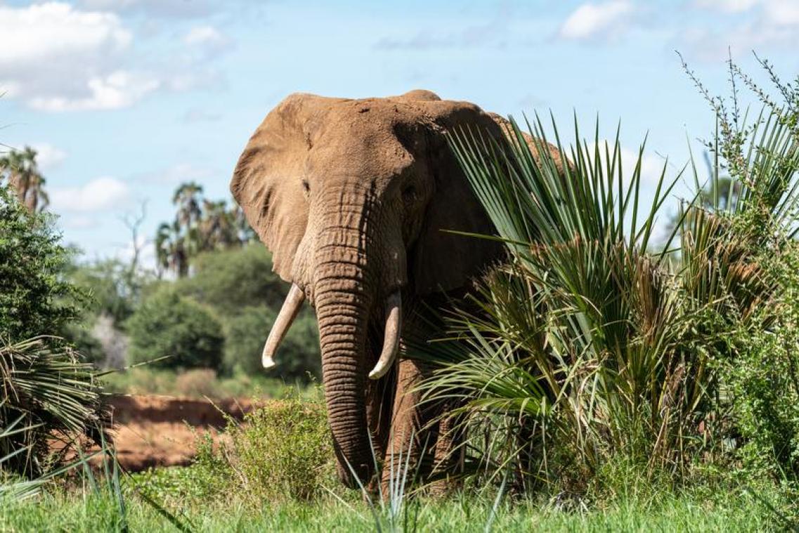 Blauwalg veroorzaakte massale olifantensterfte in Botswana