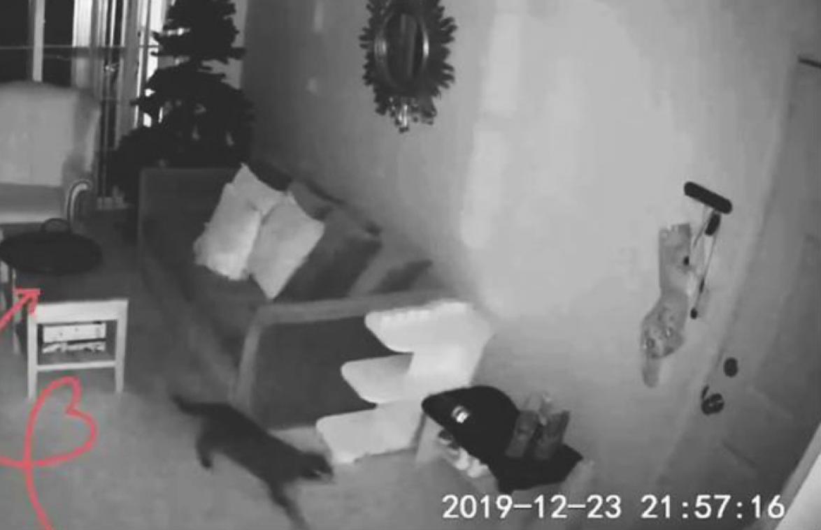 HARTBREKEND! Vrouw laat kat nooit meer alleen nadat ze DIT ziet (video)