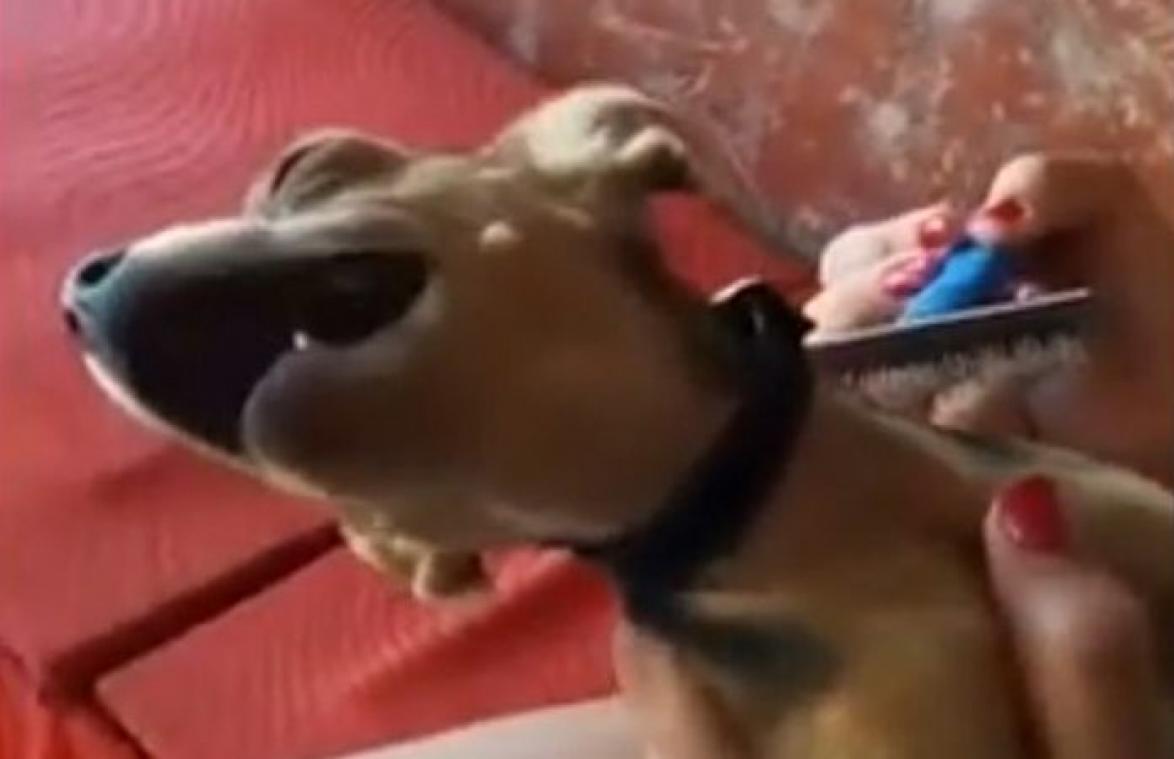 Hondje reageert bijzonder DRAMATISCH tijdens het kammen (video)