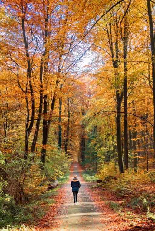 Een kwalitatieve wandeling per week volstaat voor een beter humeur