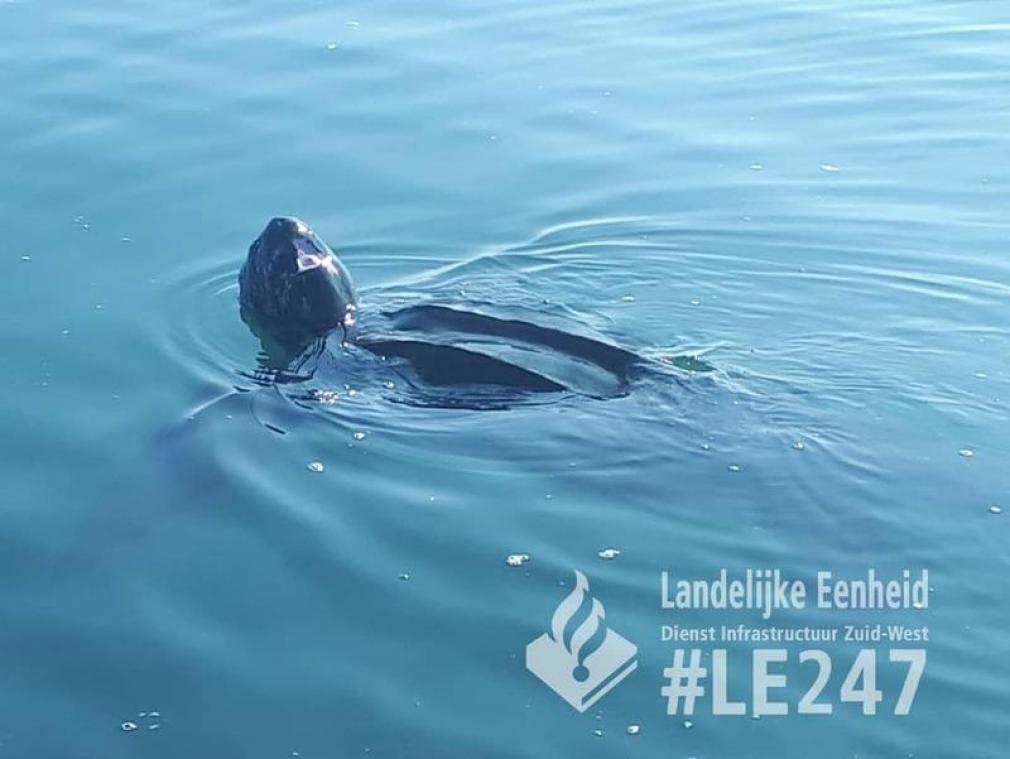 Gigantische, exotische schildpad gespot in Nederlandse Oosterschelde