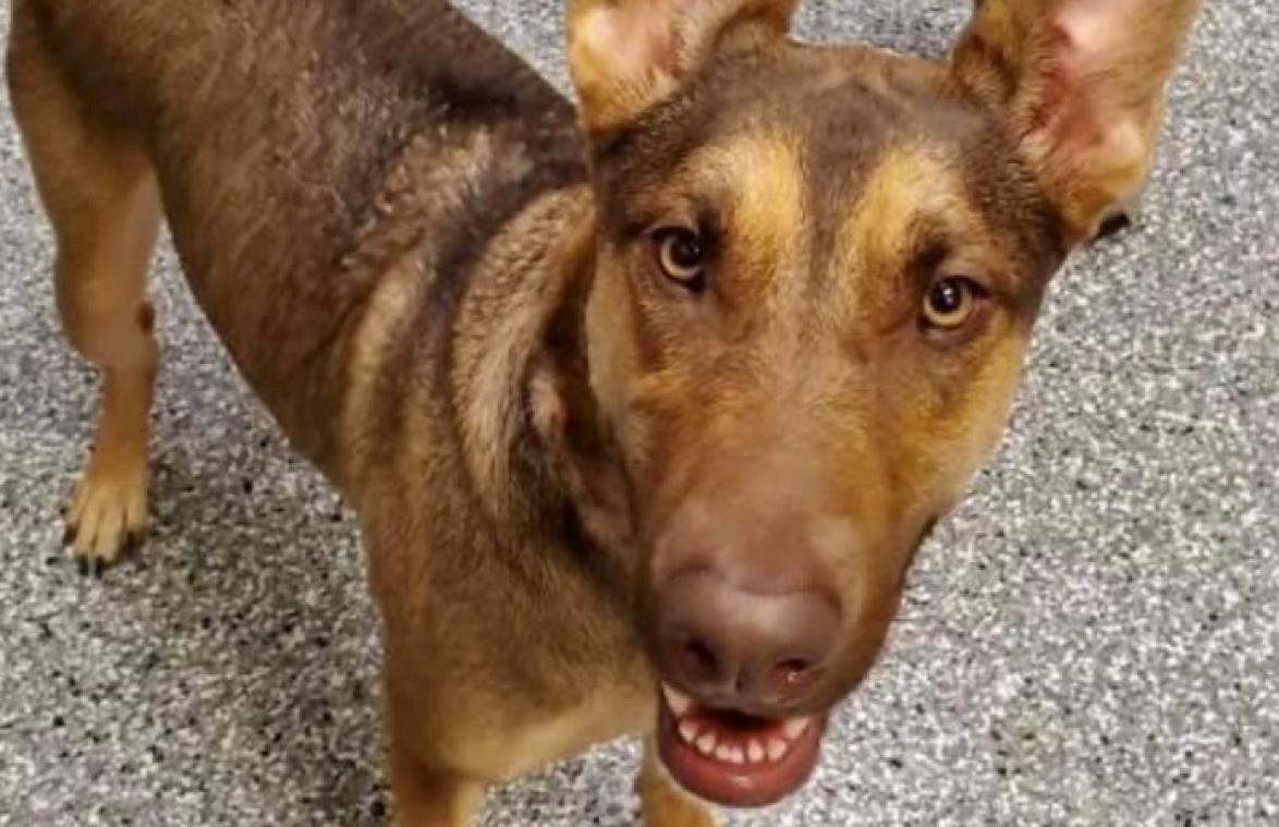 Hond achtergelaten aan boom met hartbrekende boodschap (foto)