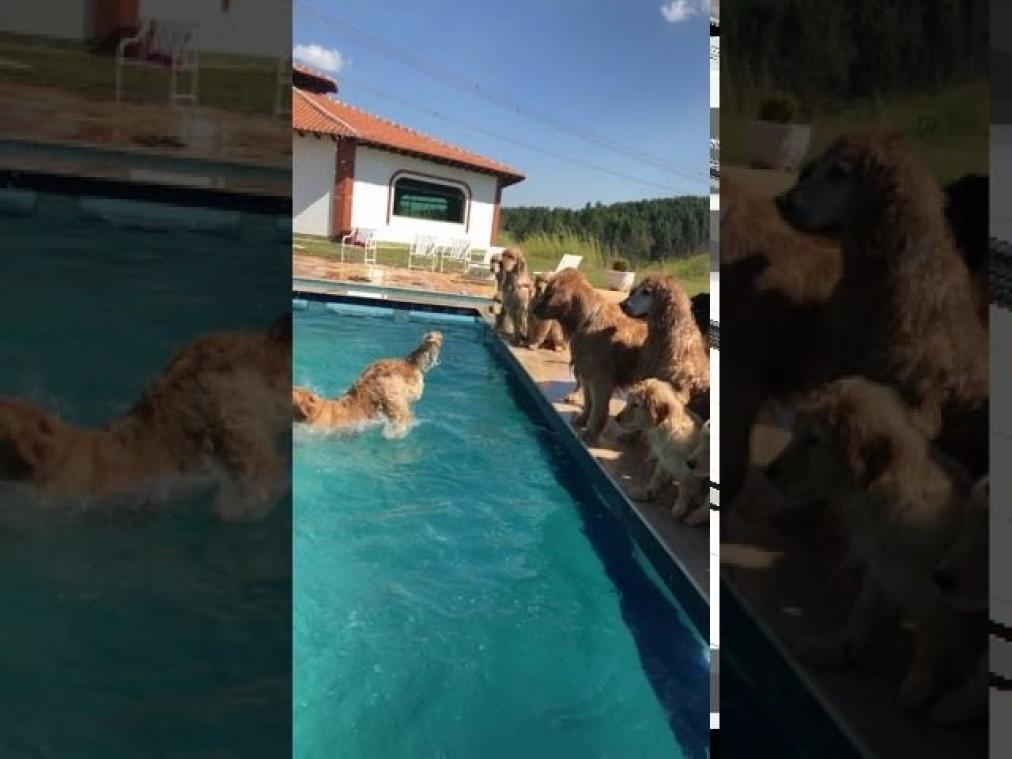 HILARISCH. Deze fotoshoot met honden viel letterlijk in het water (video)