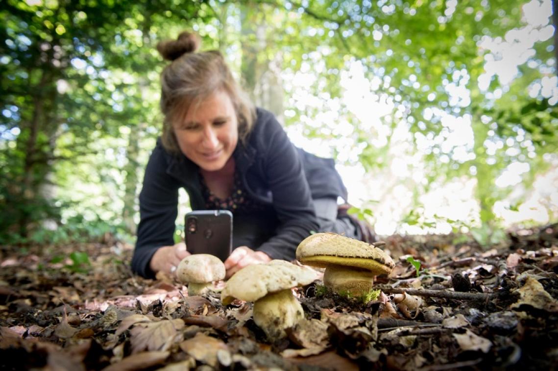 Paddenstoelen voor beginners