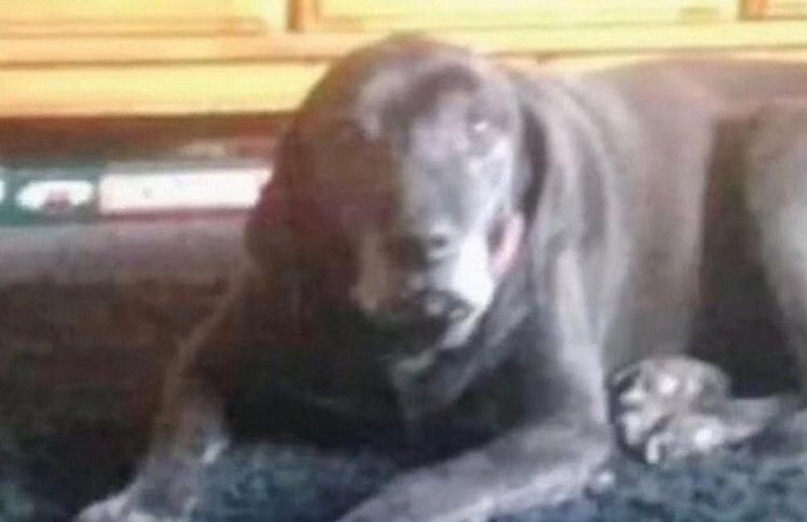 Foto van hond gaat viraal: zie jij ook het gezicht van een griezelige clown?
