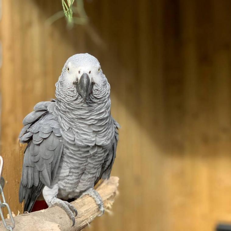 BIZAR. "Vloekende" papegaaien krijgen voortaan geen bezoek meer in safaripark