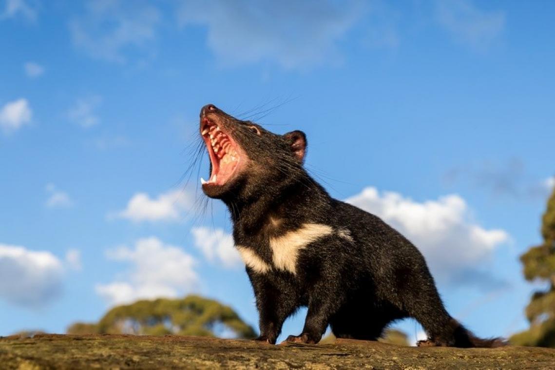 Dit beest werd na 3.000 jaar opnieuw geïntroduceerd op Australisch vasteland