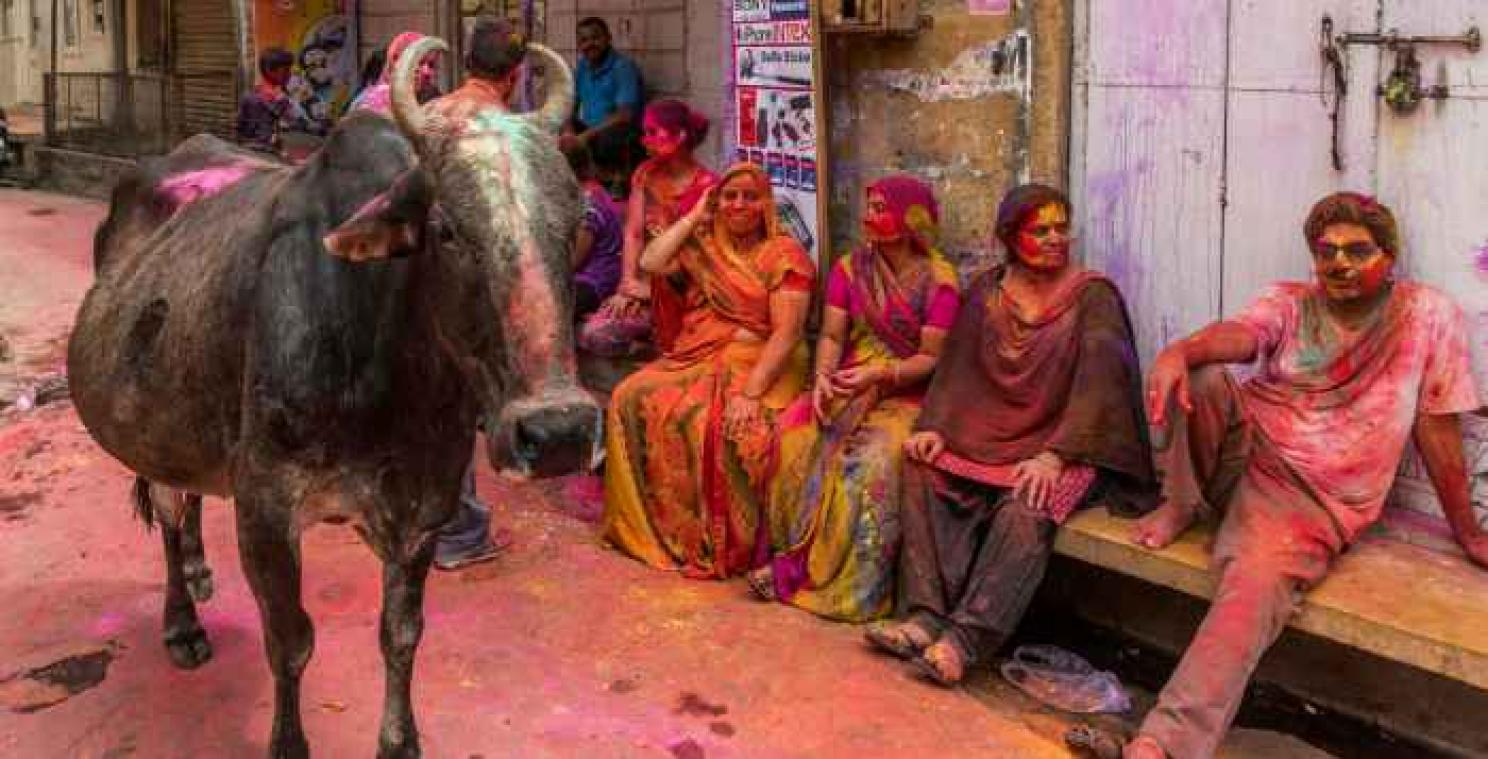 Mooiste runderen bekroond in India