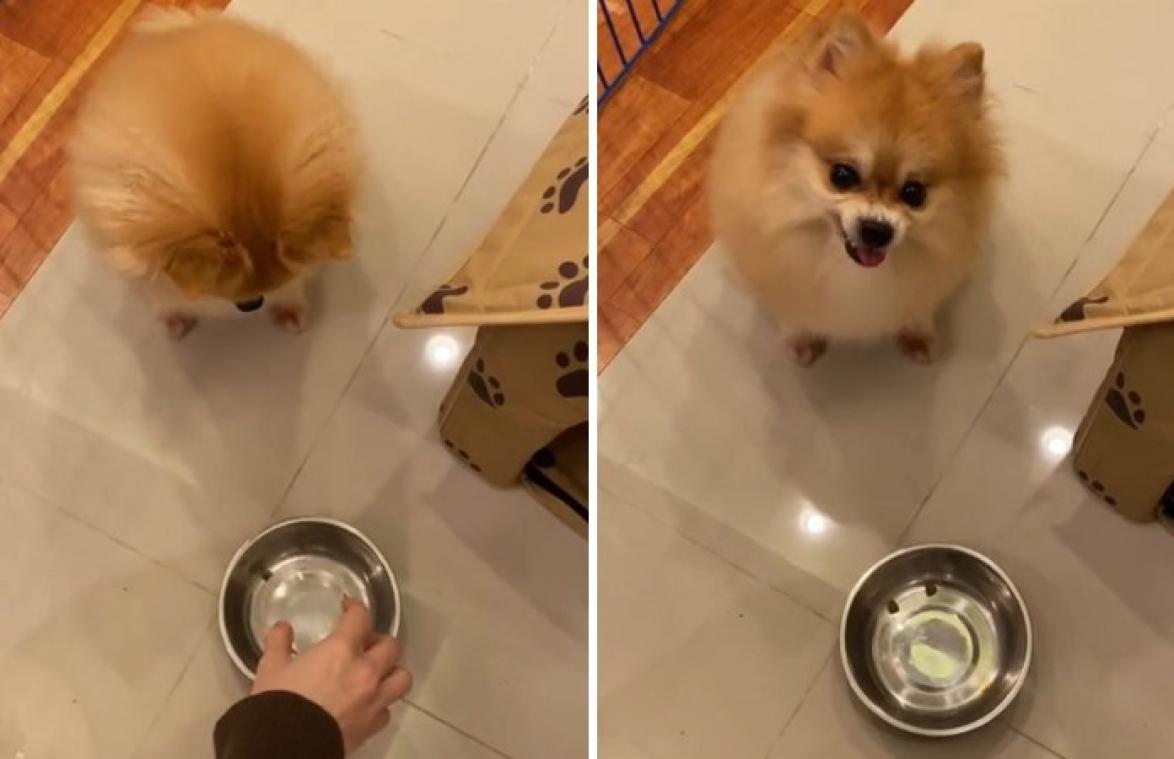 Hondje krijgt minder eten dan gewoonlijk. Zijn reactie is HILARISCH! (video)