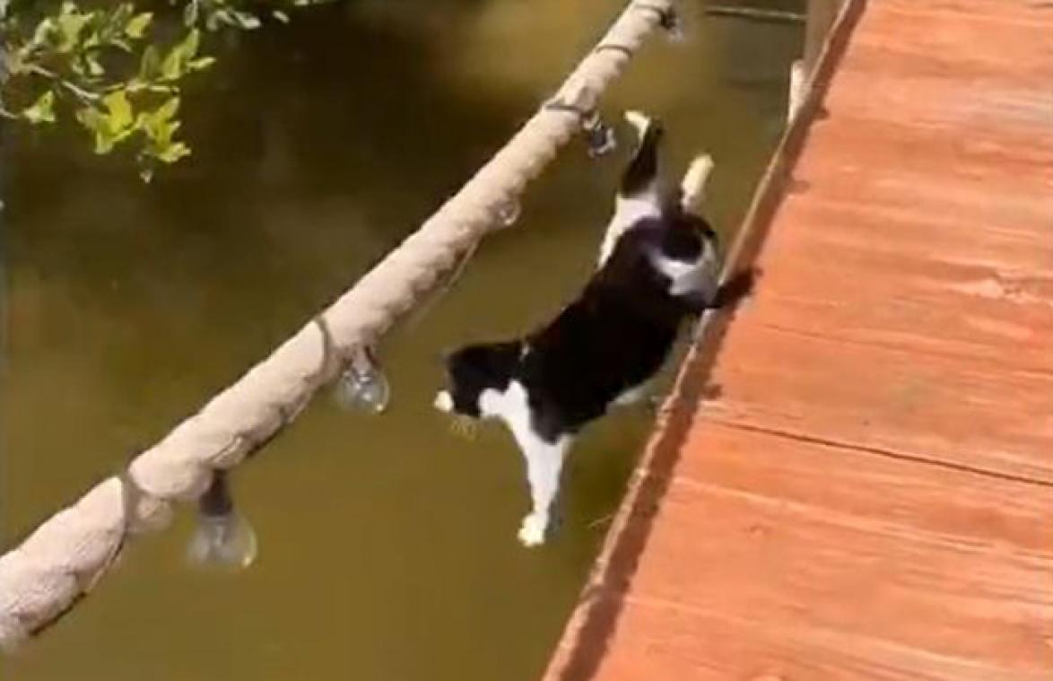 Kat valt in het water. Zijn geschreeuw gaat door merg en been (video)