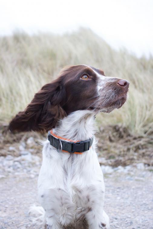 Weet je nog altijd niet hoe je een mondmasker draagt? Deze hond toont het goede voorbeeld