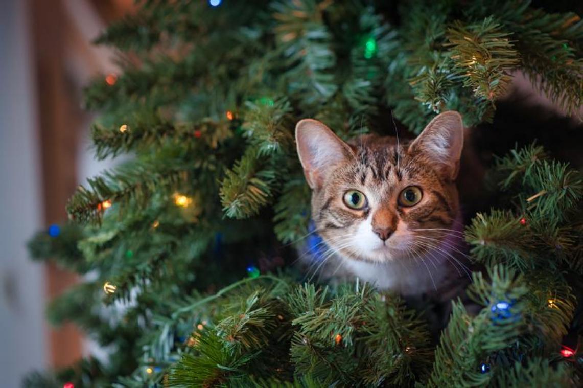 HO HO HO. Deze adventskalender voor je kat wil je niet missen