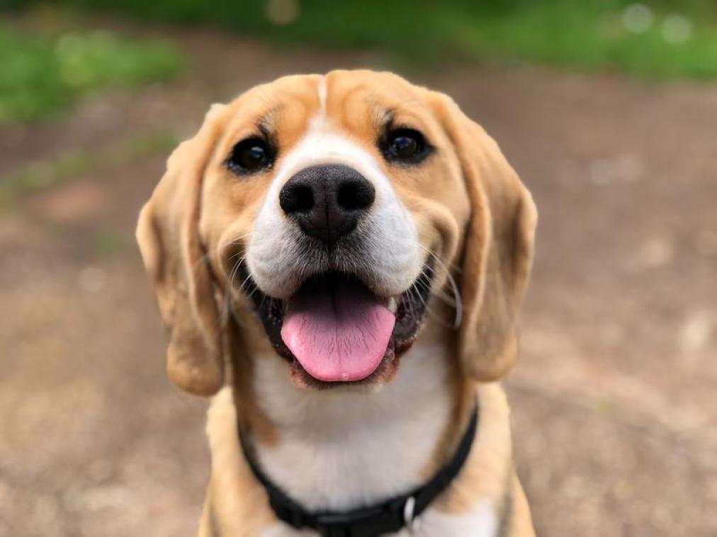 Vergeten hond wandelt op eigen houtje 60 kilometer terug naar huis en is onherkenbaar