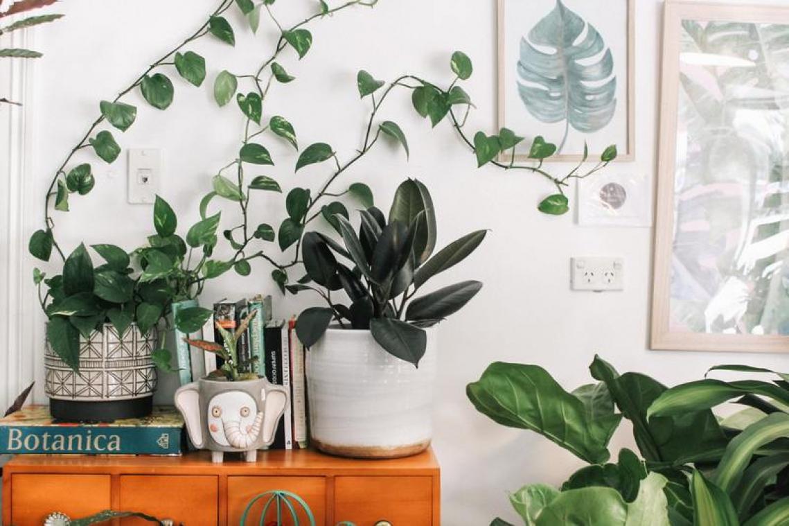 Dit worden de populairste planten in 2021