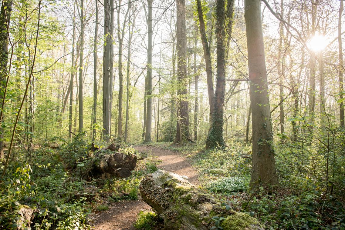 Hoe 'maak' je een bos?