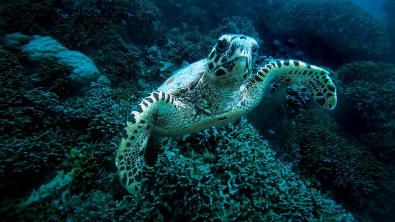 Gigantisch' hoog koraalrif ontdekt in Australië