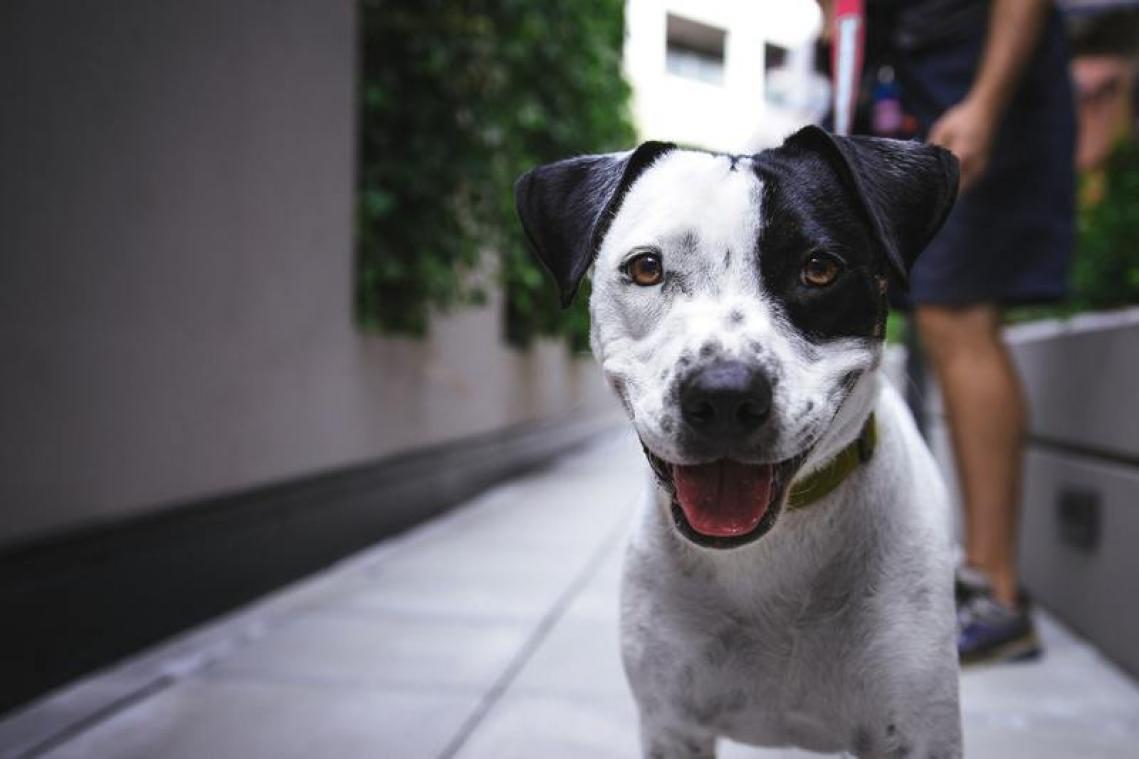 Hond laat stinkende scheten waar dierenarts geen raad mee weet, dan ontdekt vrouw échte oorzaak...