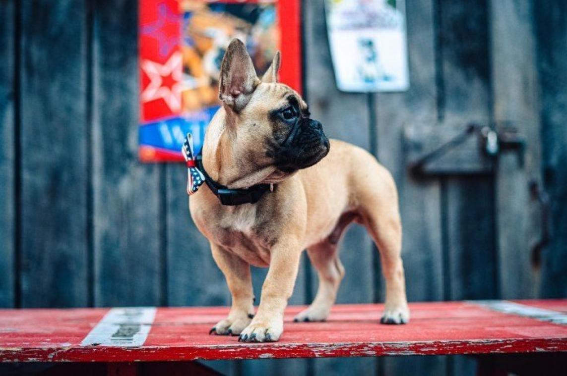 BIZAR. Bulldog met recordaantal stemmen tot burgemeester verkozen in VS