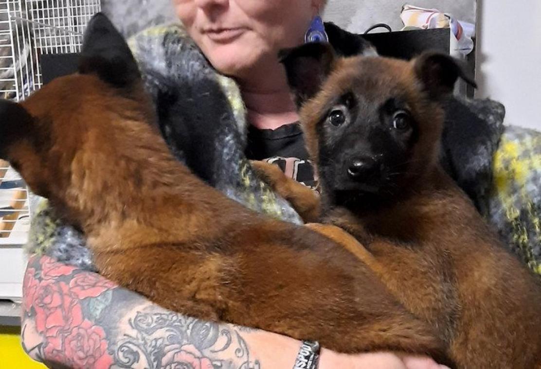 Vijf puppy's ontdekt op verlaten landweg in Lennik: "Wachten op telefoontje"