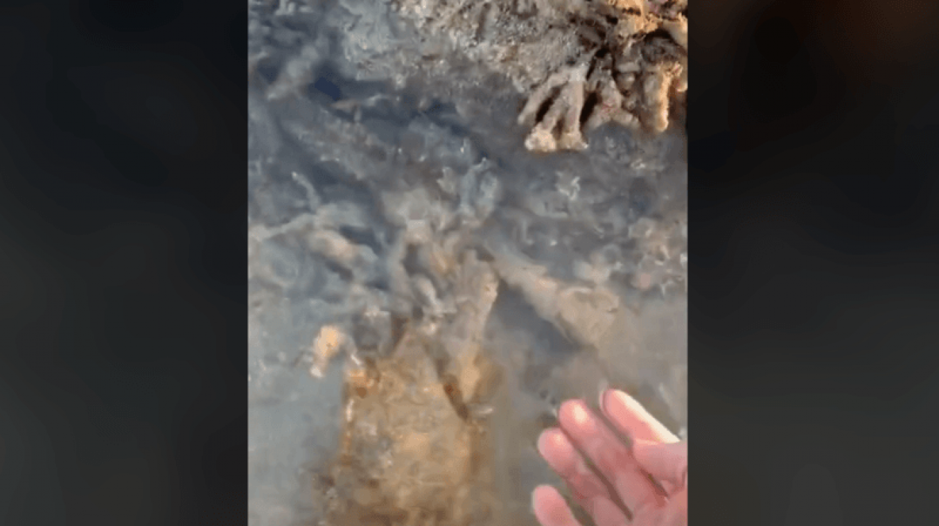 Man stapt bijna op giftigste vis ter wereld, en doet dan DIT: Ik raad het niemand aan (video)