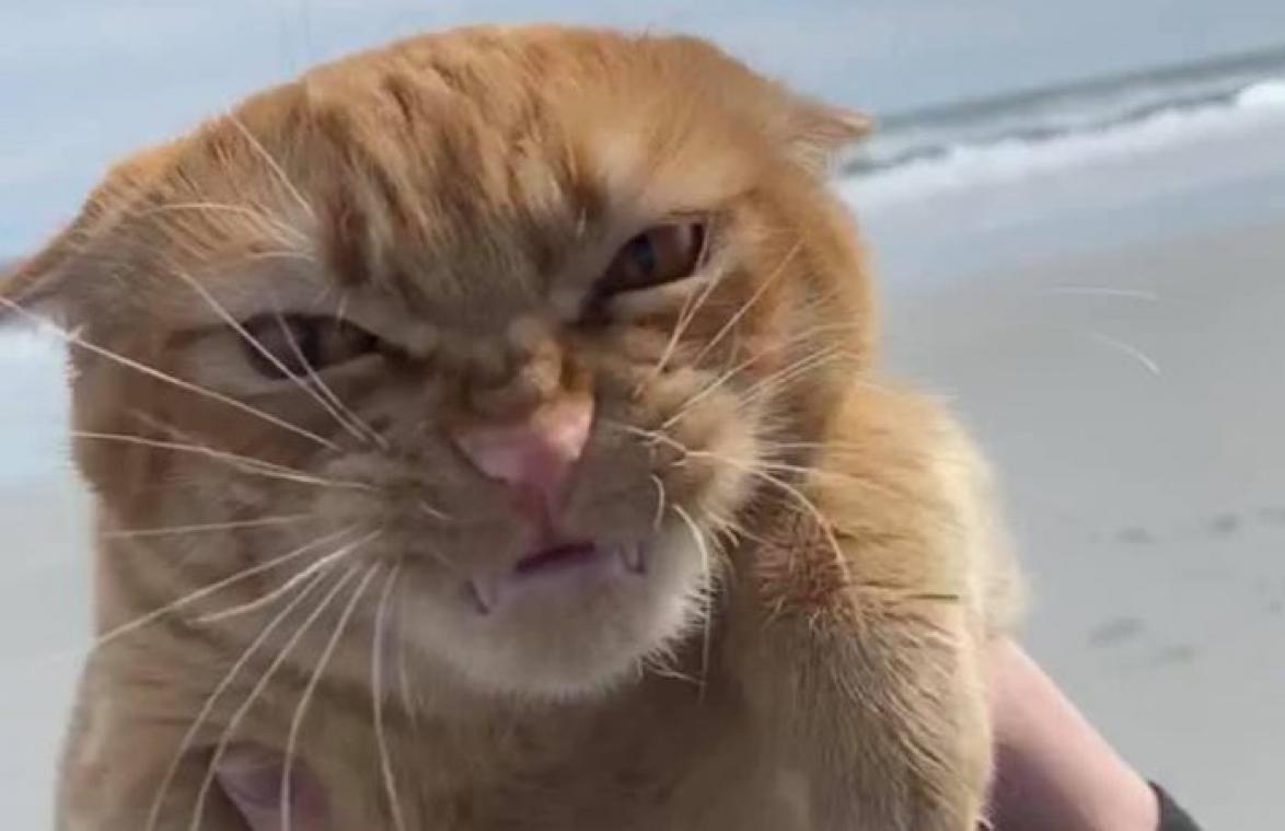 Kat gaat voor het eerst naar het strand. Zijn opvallende blik verraadt wat hij ervan vindt (foto's)