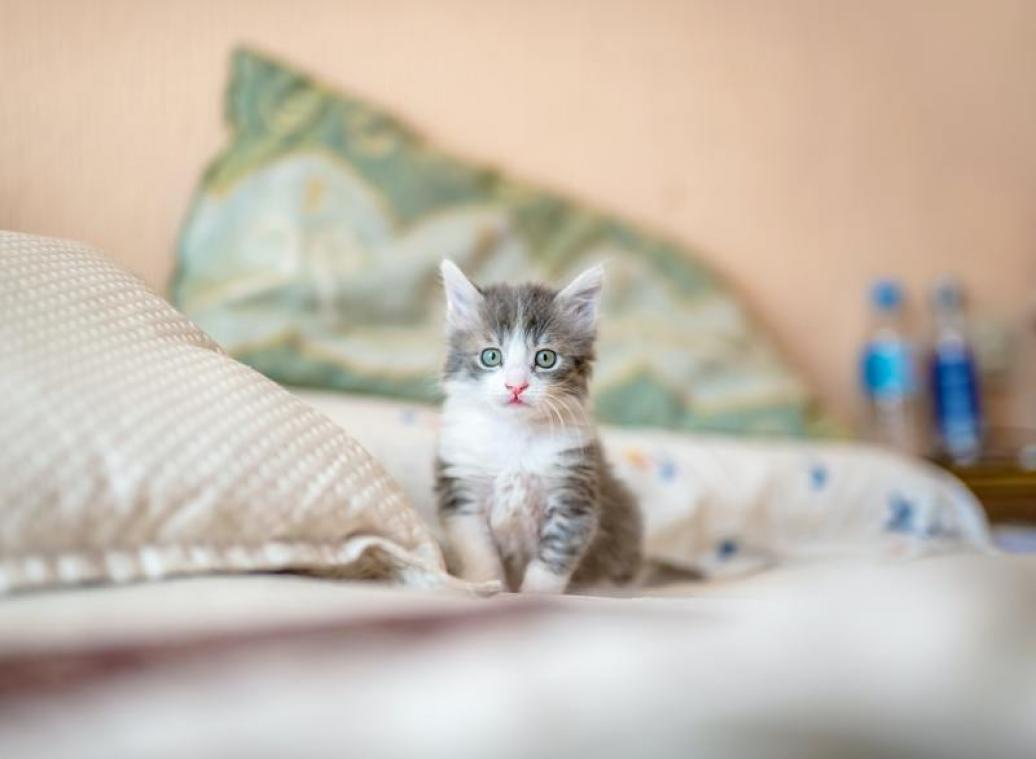 Eindelijk: daarom mag en moét je vandaag de hele dag kattenfoto's delen