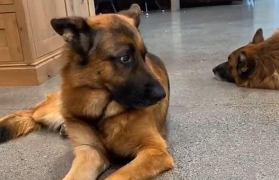 Baasje haalt nieuwe puppy in huis. De reactie van de andere hond? HILARISCH! (video)