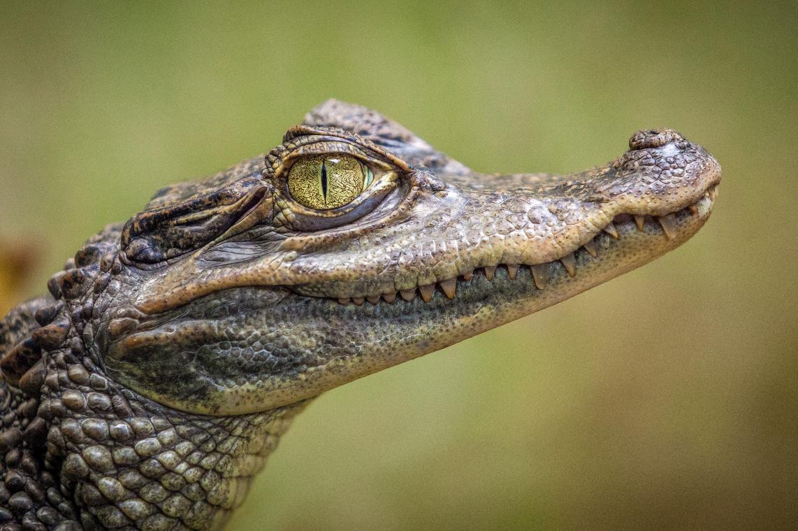 WOW. Man redt puppy uit greep van alligator (video)