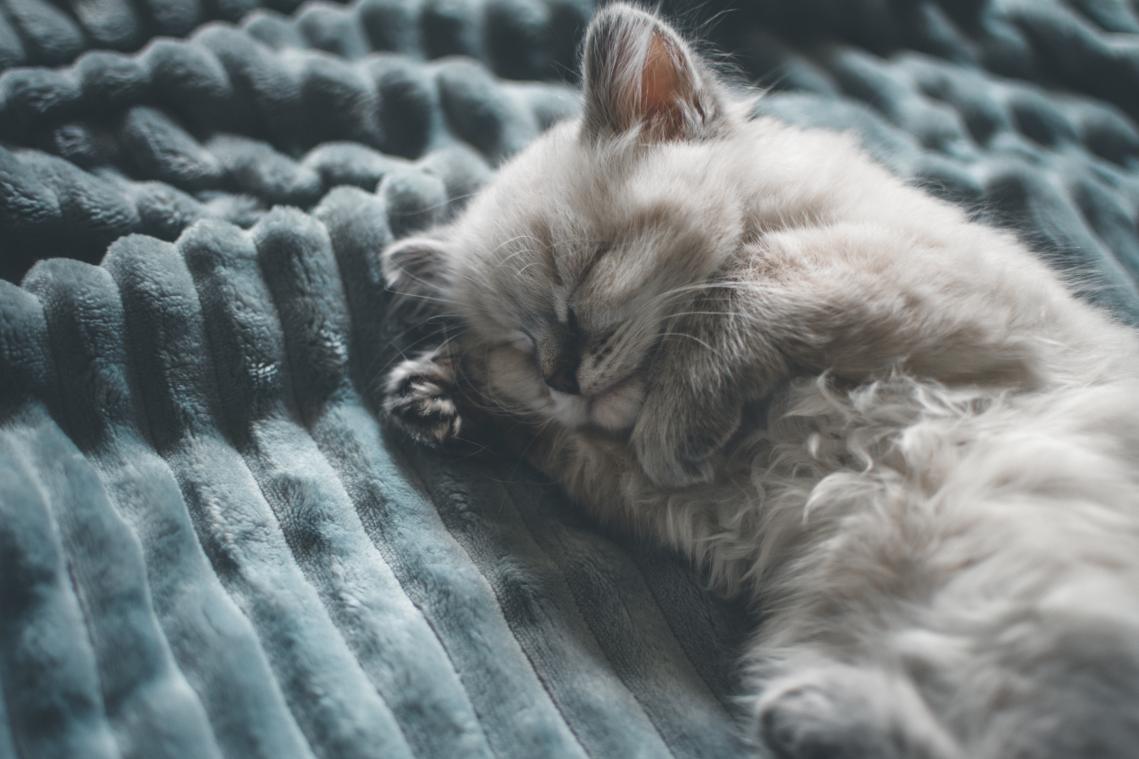 Dit is de échte reden waarom je kat de hele dag slaapt