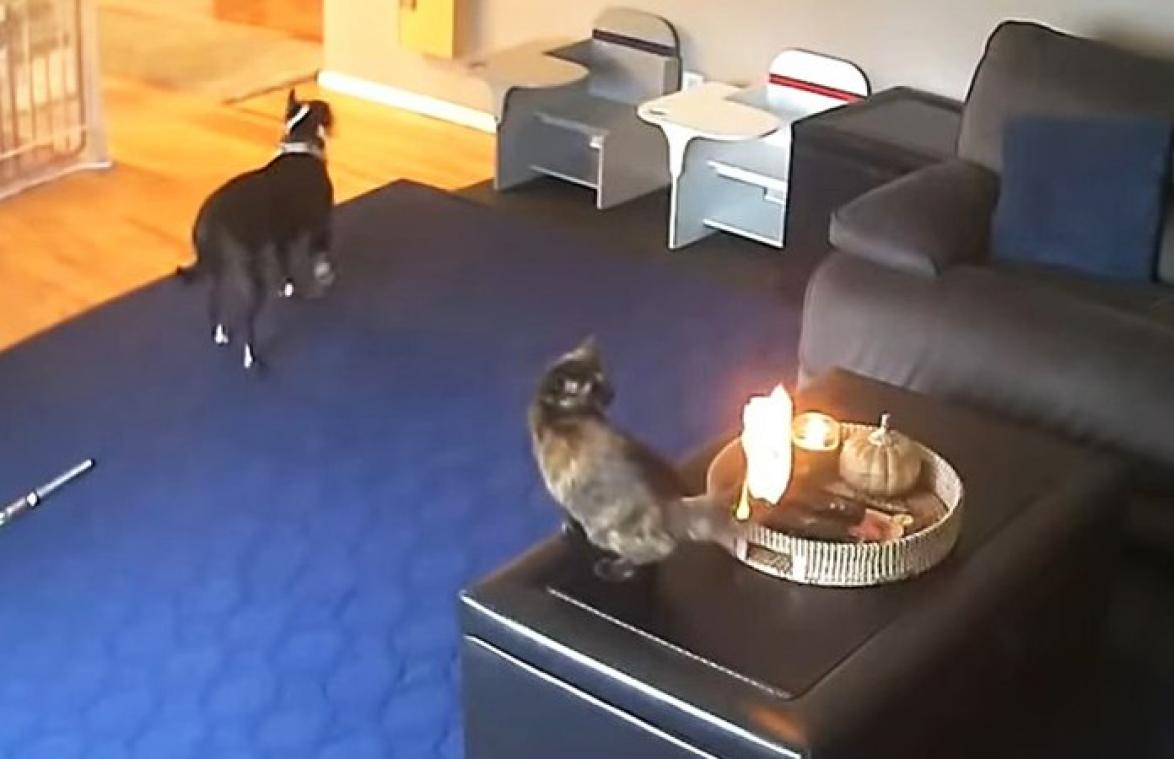 Kat reageert wel erg droog wanneer haar staart plots in BRAND staat (video)