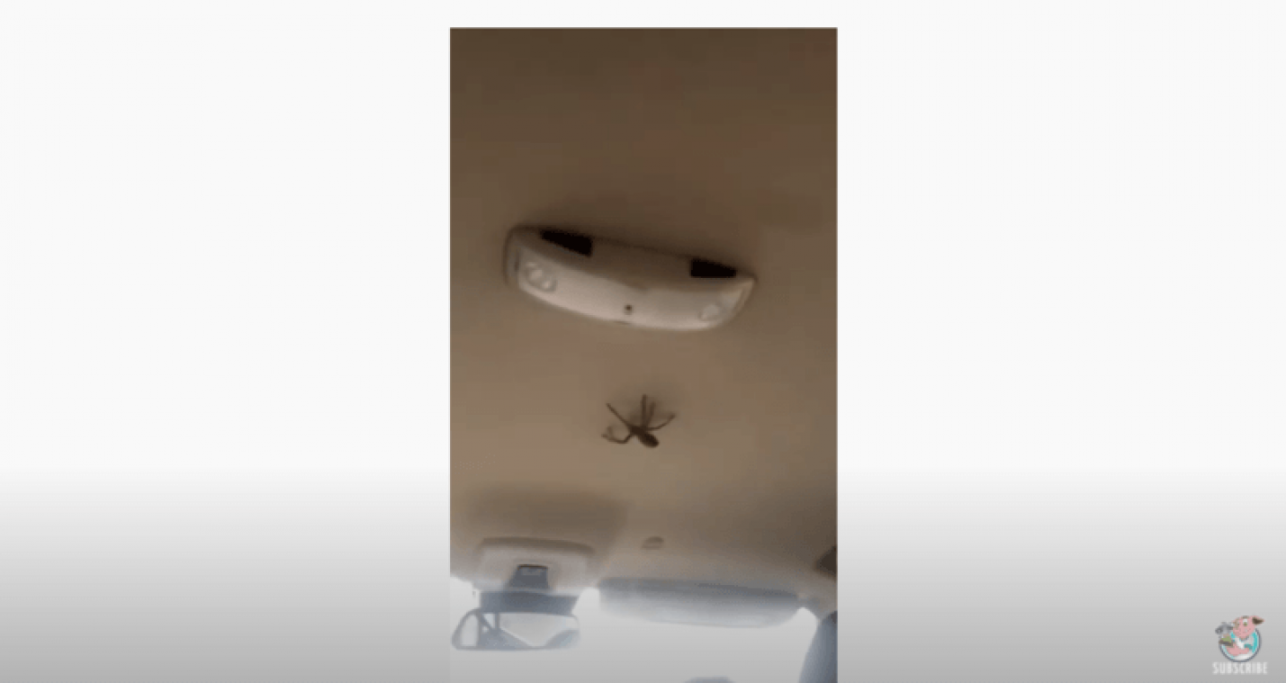 Gigantische spin duikt op in auto, meisjes schreeuwen het uit (video)