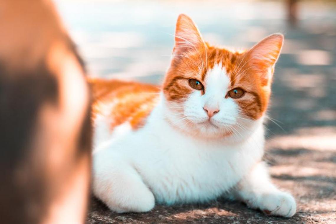 Drie Nederlandse tieners aangehouden voor "afschuwelijke" dierenmishandeling