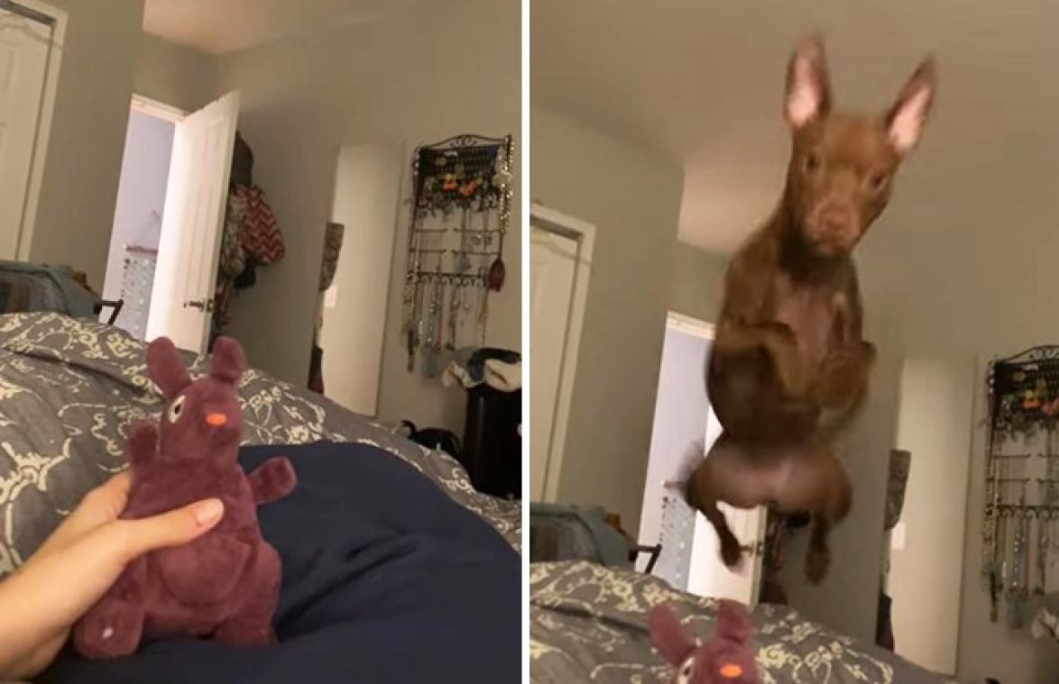 Baasje roept hond bij haar op bed, maar zo'n reactie had ze NOOIT verwacht (video)