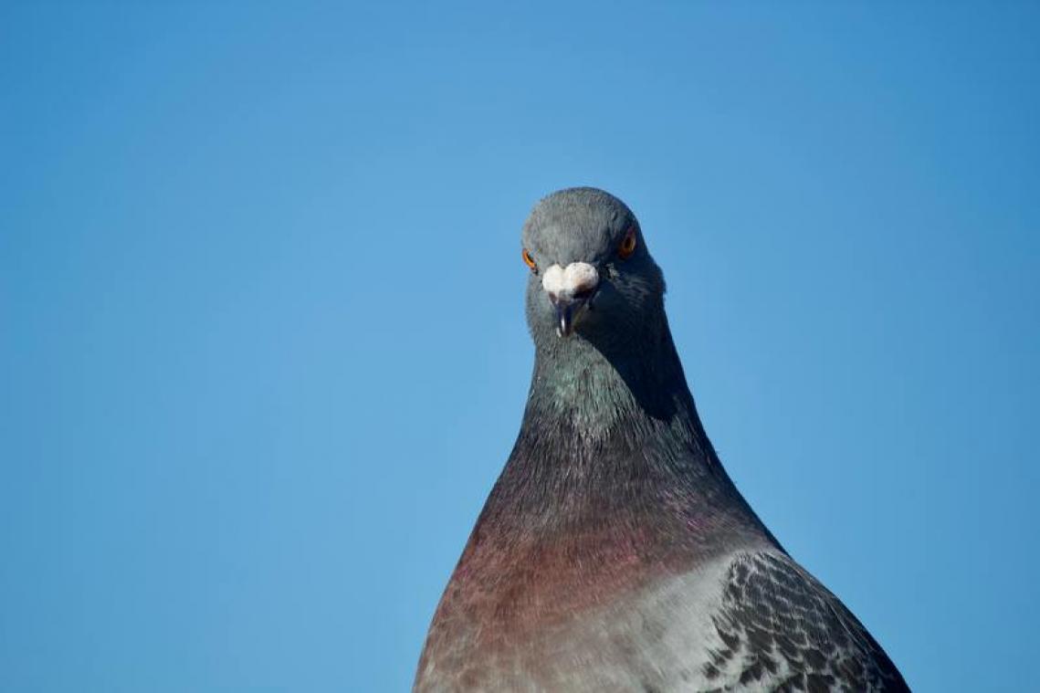 BIZAR. Hasseltse duiven moeten aan de pil